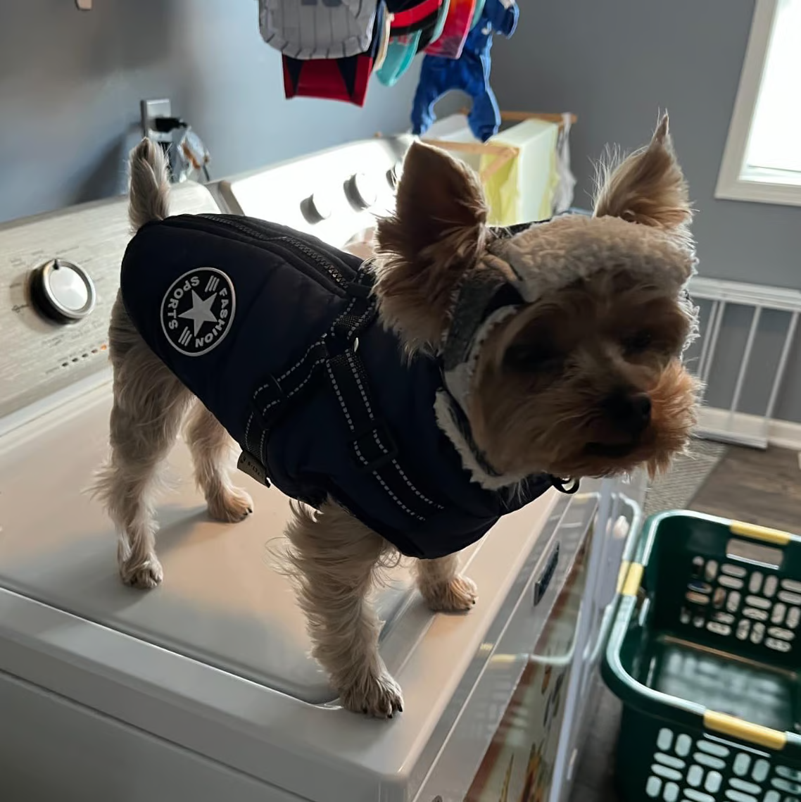🎄Winter Warm Haustier Hund Wasserdichte Jacke mit Geschirr🐩