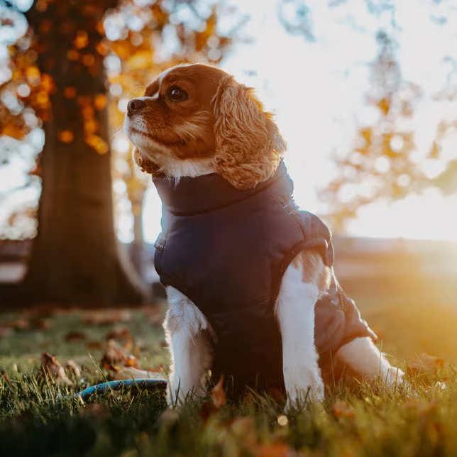 🎄Winter Warm Haustier Hund Wasserdichte Jacke mit Geschirr🐩