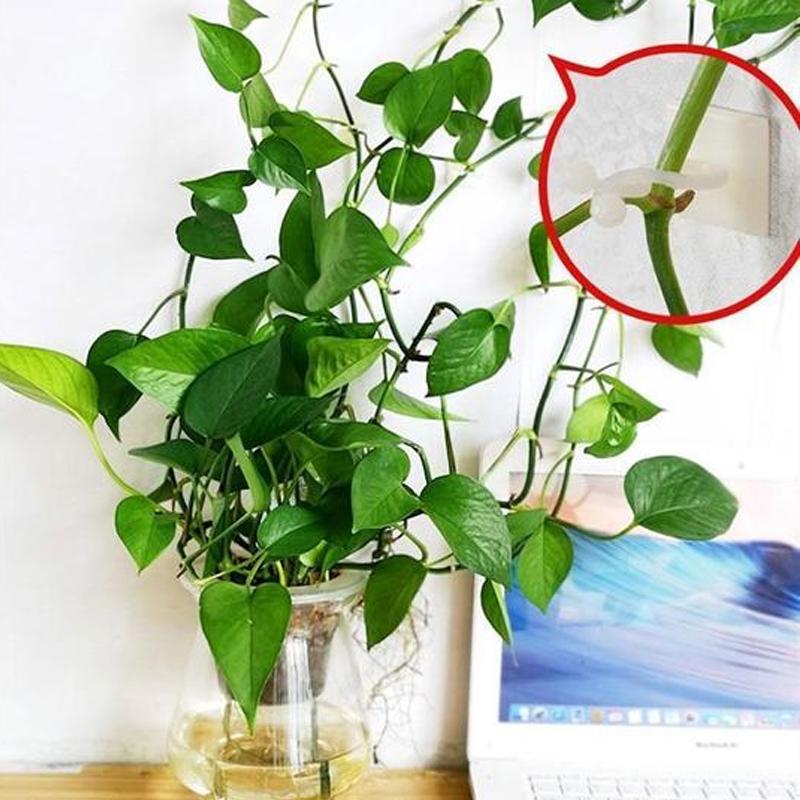 Pflanzenkletterwandclip