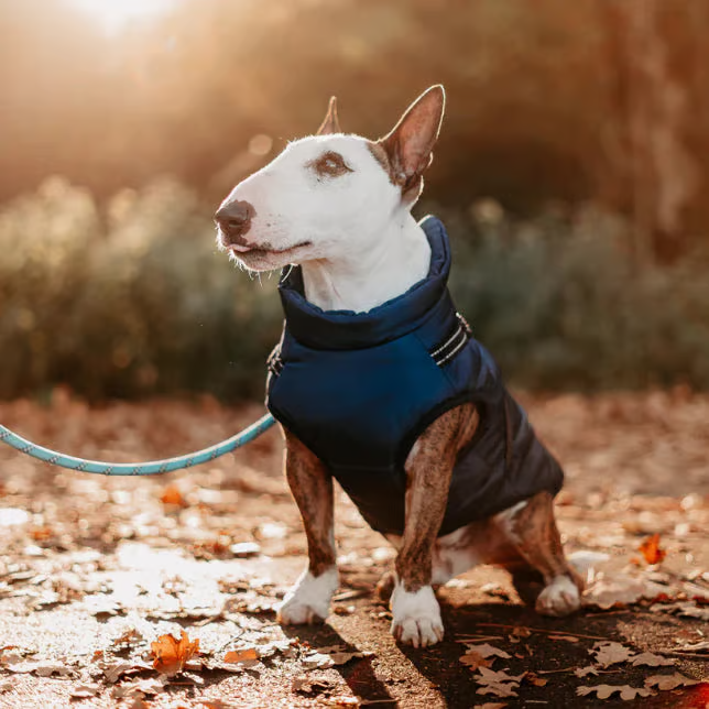 🎄Winter Warm Haustier Hund Wasserdichte Jacke mit Geschirr🐩