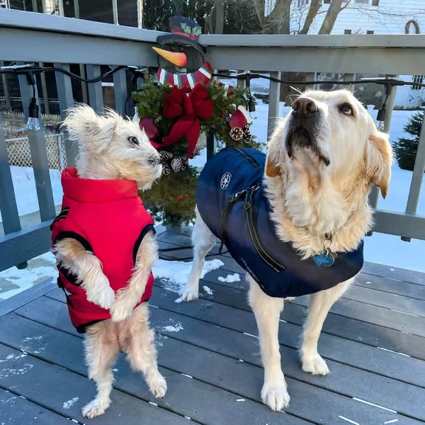 🎄Winter Warm Haustier Hund Wasserdichte Jacke mit Geschirr🐩
