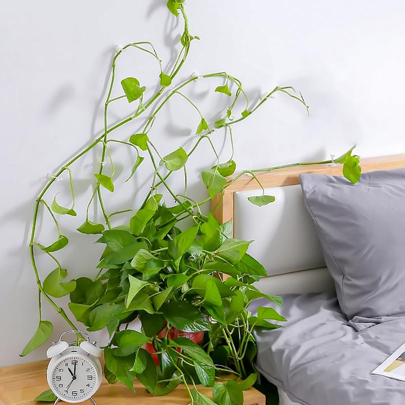 Pflanzenkletterwandclip